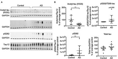 Antisense Oligonucleotide-Mediated Reduction of HDAC6 Does Not Reduce Tau Pathology in P301S Tau Transgenic Mice